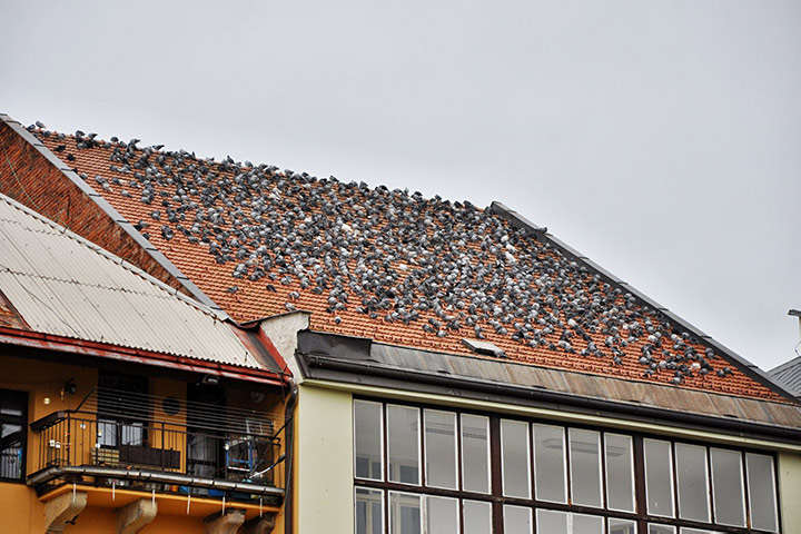 A2B Pest Control are able to install spikes to deter birds from roofs in Redcar. 
