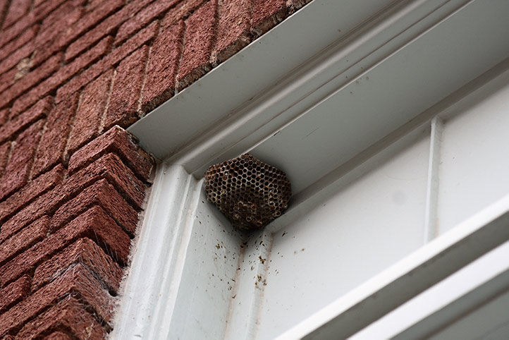 We provide a wasp nest removal service for domestic and commercial properties in Redcar.